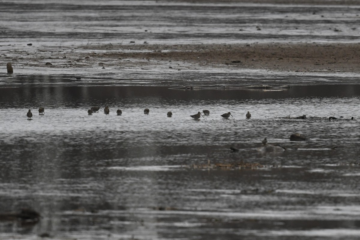 Wilson's Snipe - ML650630364