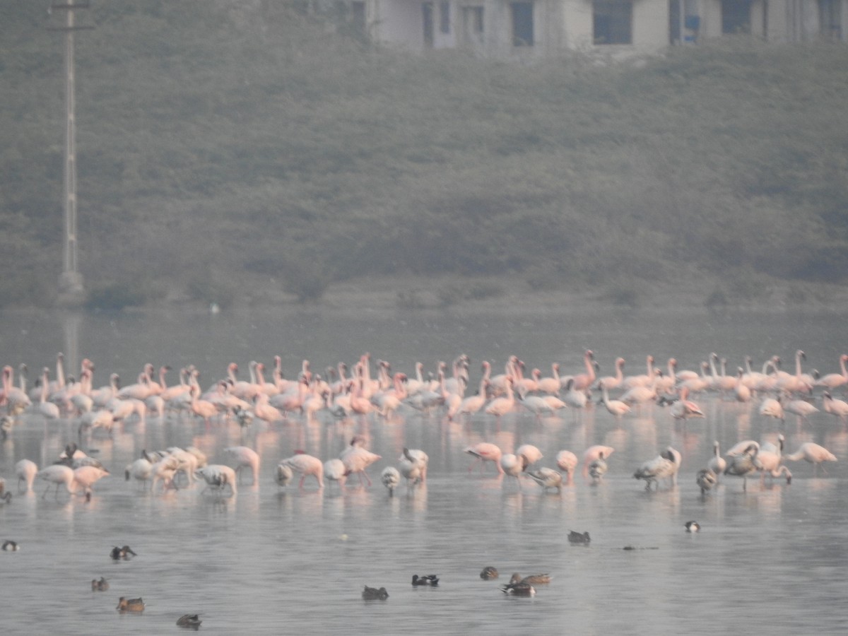 plameňák malý - ML650630375