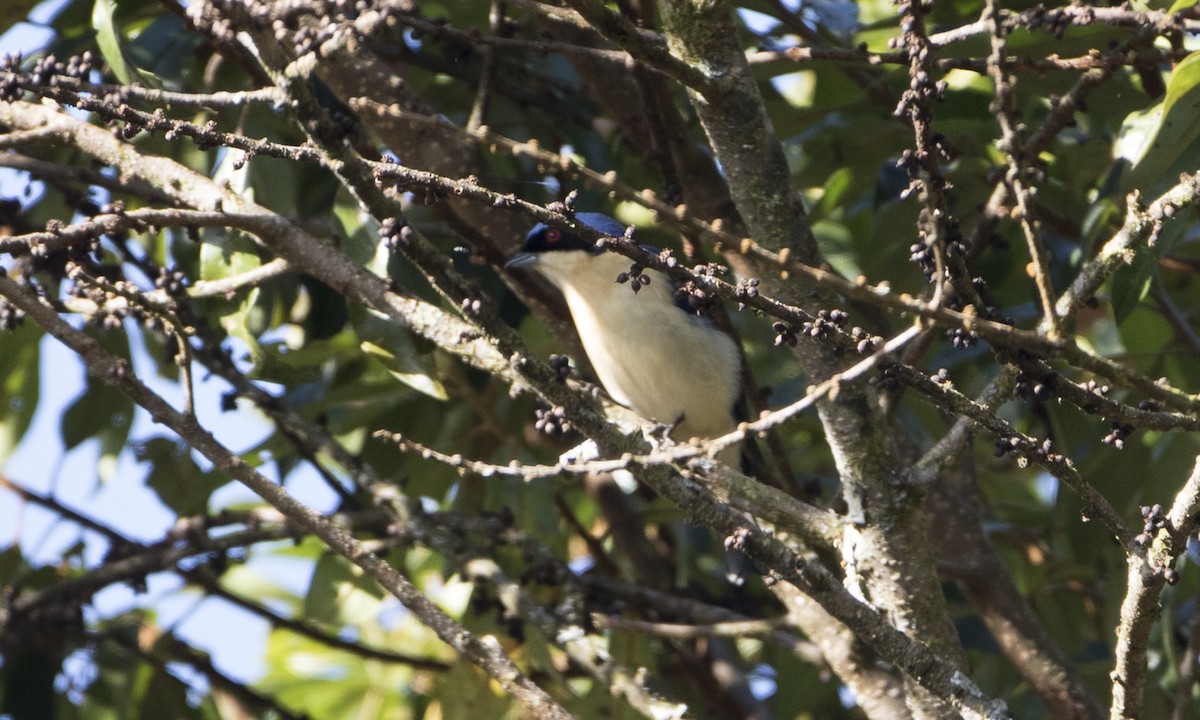 Fawn-breasted Tanager - ML65063041