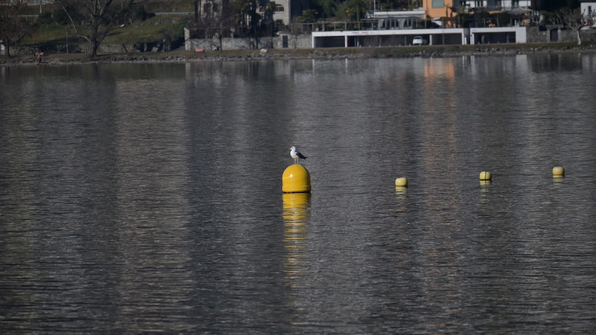 Larinae sp. - ML650630479