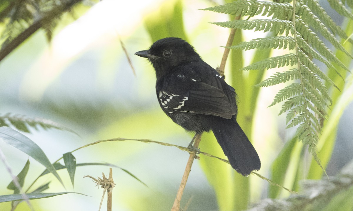 Variable Antshrike - Brian Sullivan