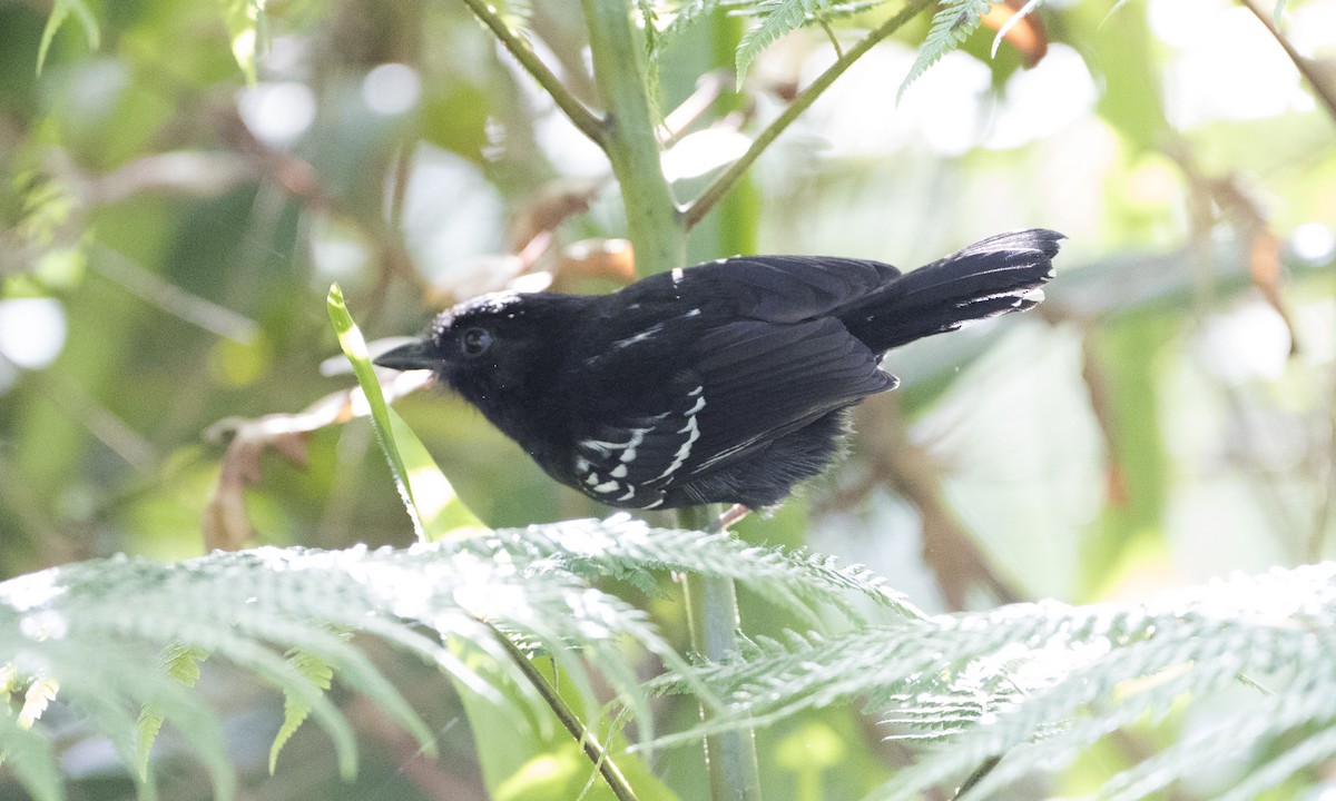 Variable Antshrike - ML65063071