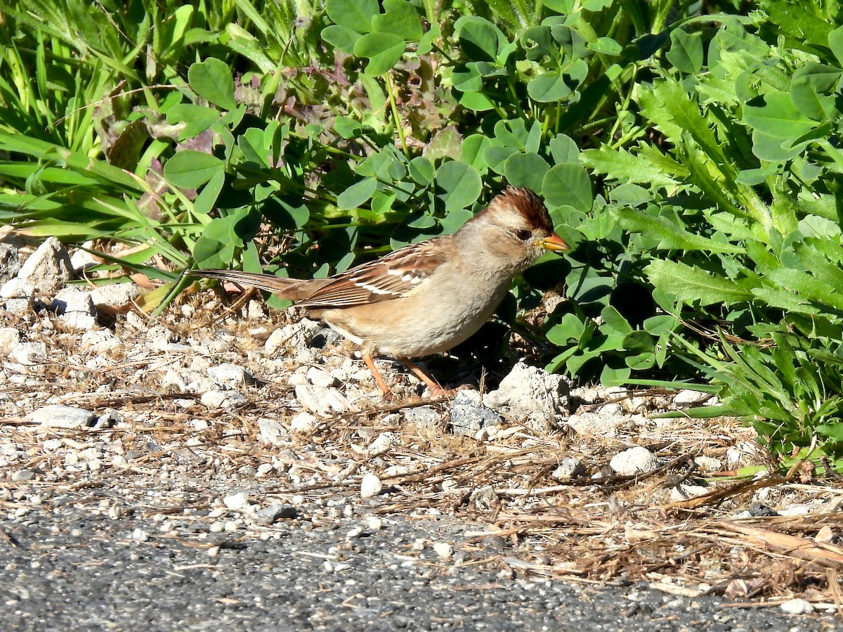 White-crowned Sparrow - ML650630743