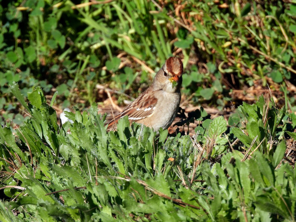 White-crowned Sparrow - ML650630744