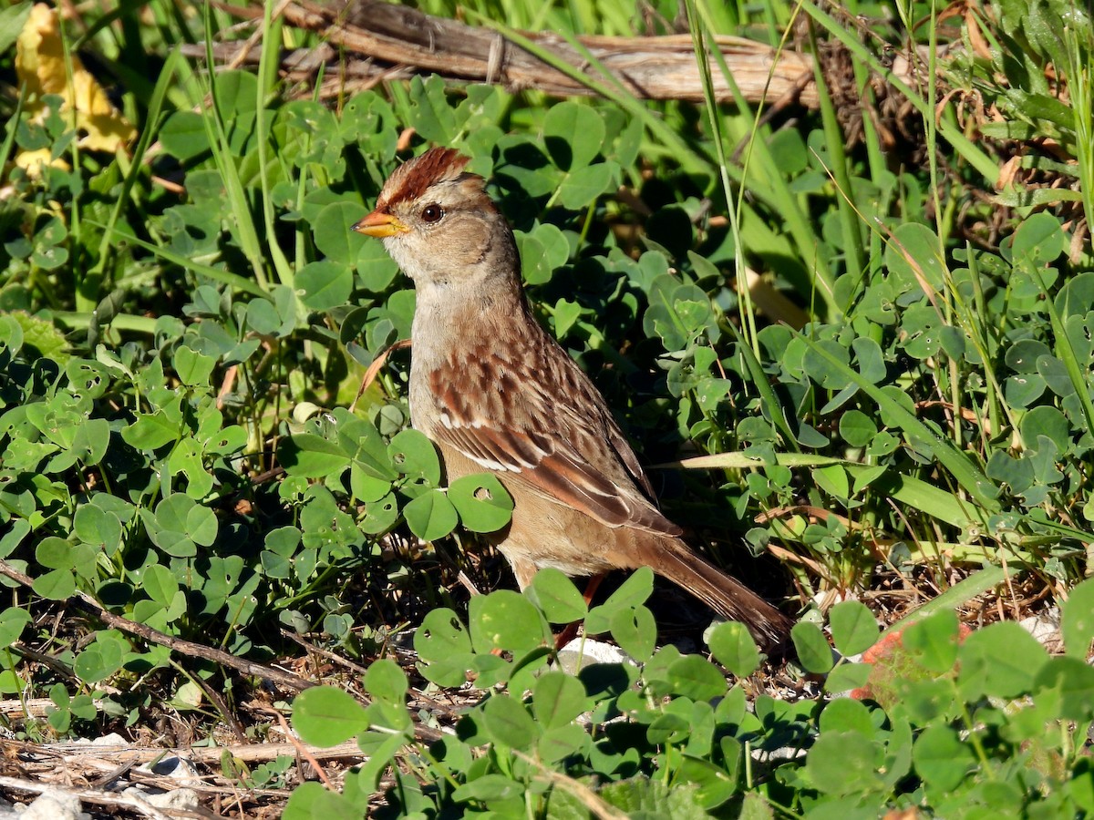 White-crowned Sparrow - ML650630745
