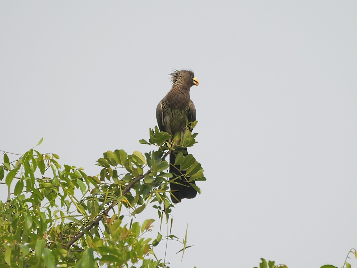 Western Plantain-eater - ML650630805