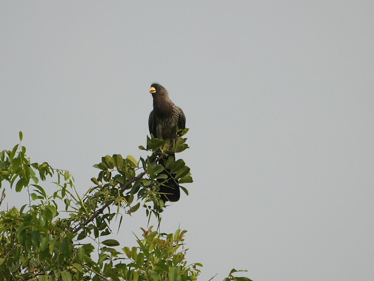 Western Plantain-eater - ML650630806