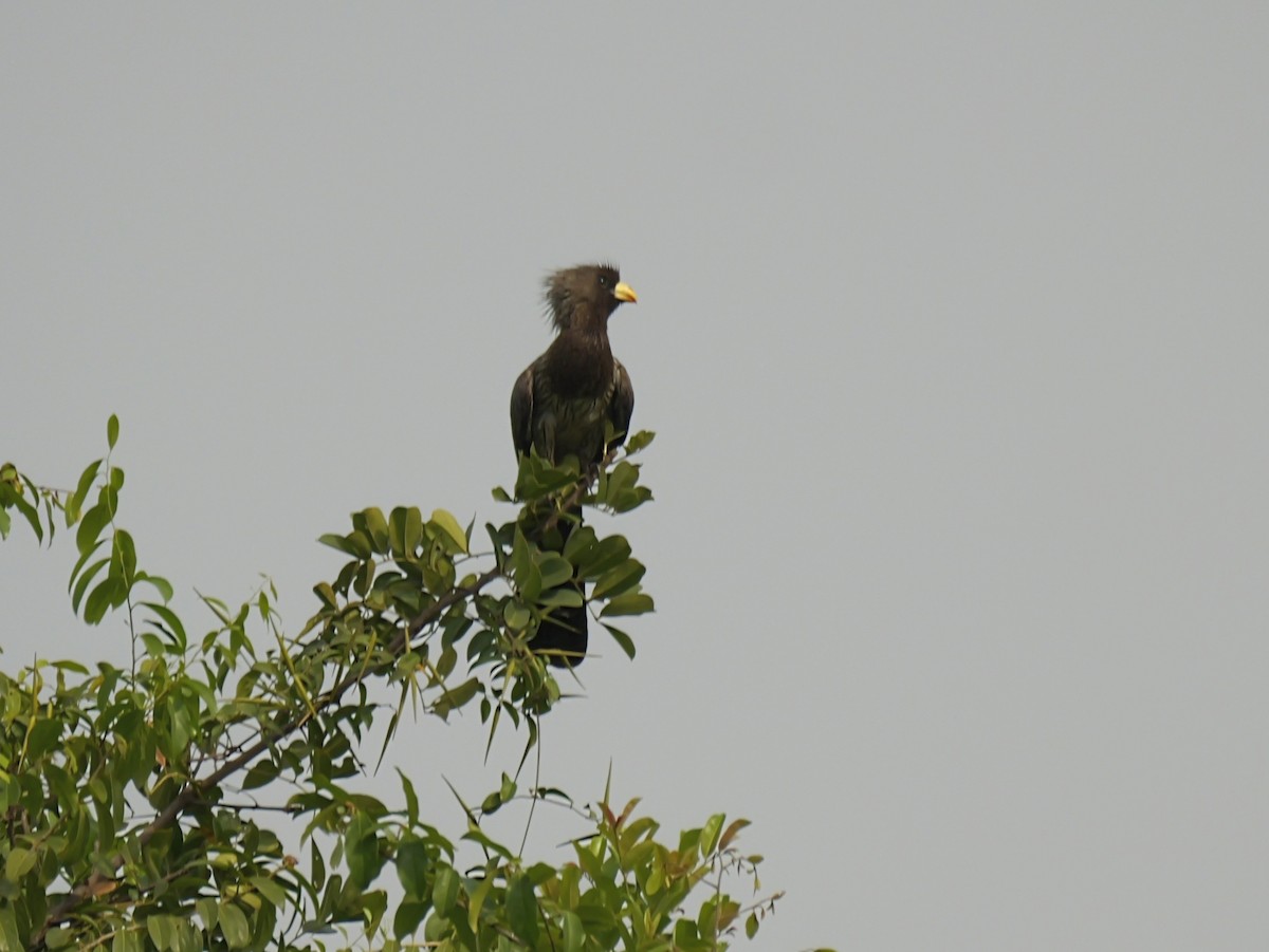 Western Plantain-eater - ML650630807