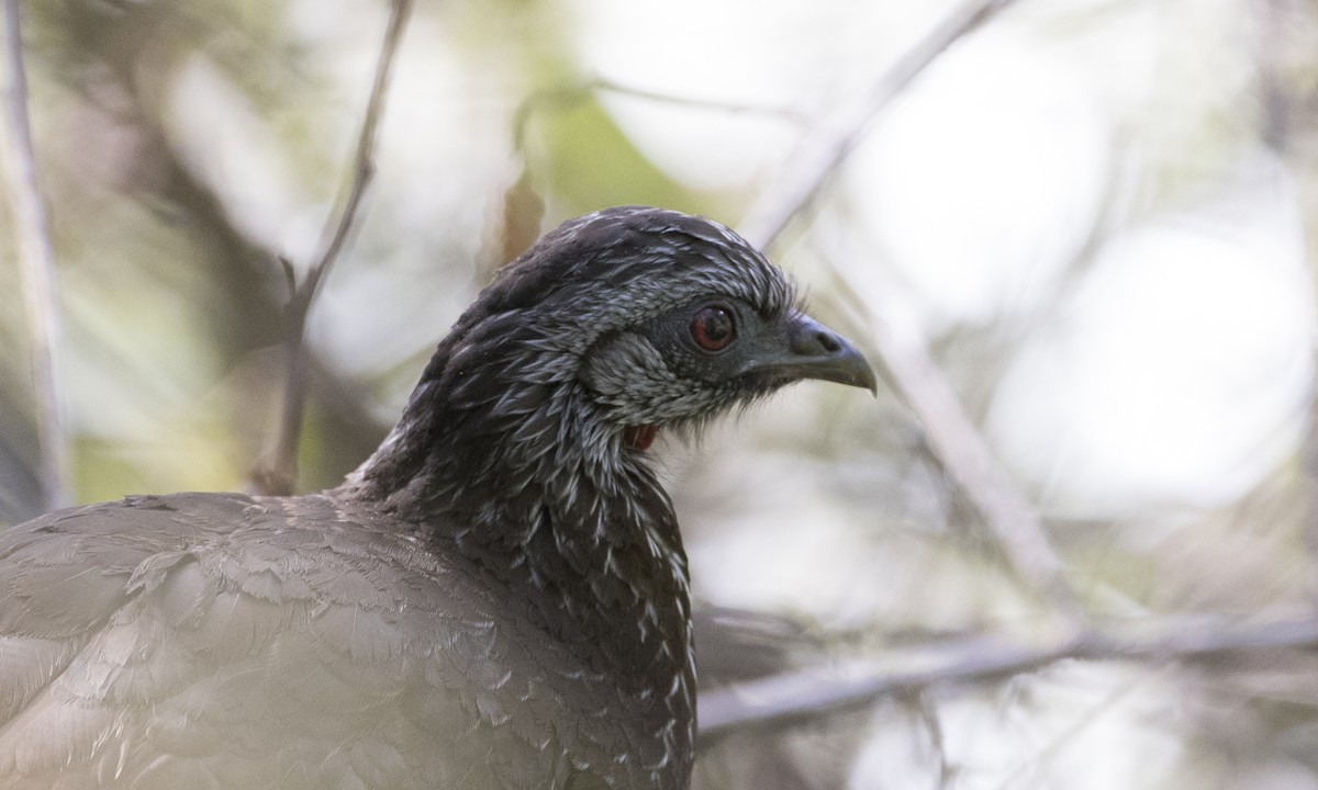 Andean Guan - ML65063081