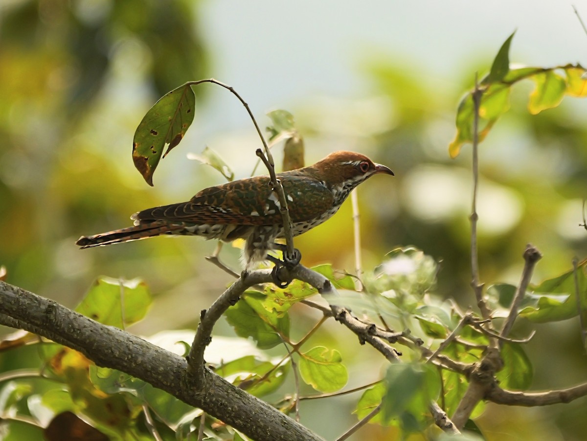 Dideric Cuckoo - ML650630836