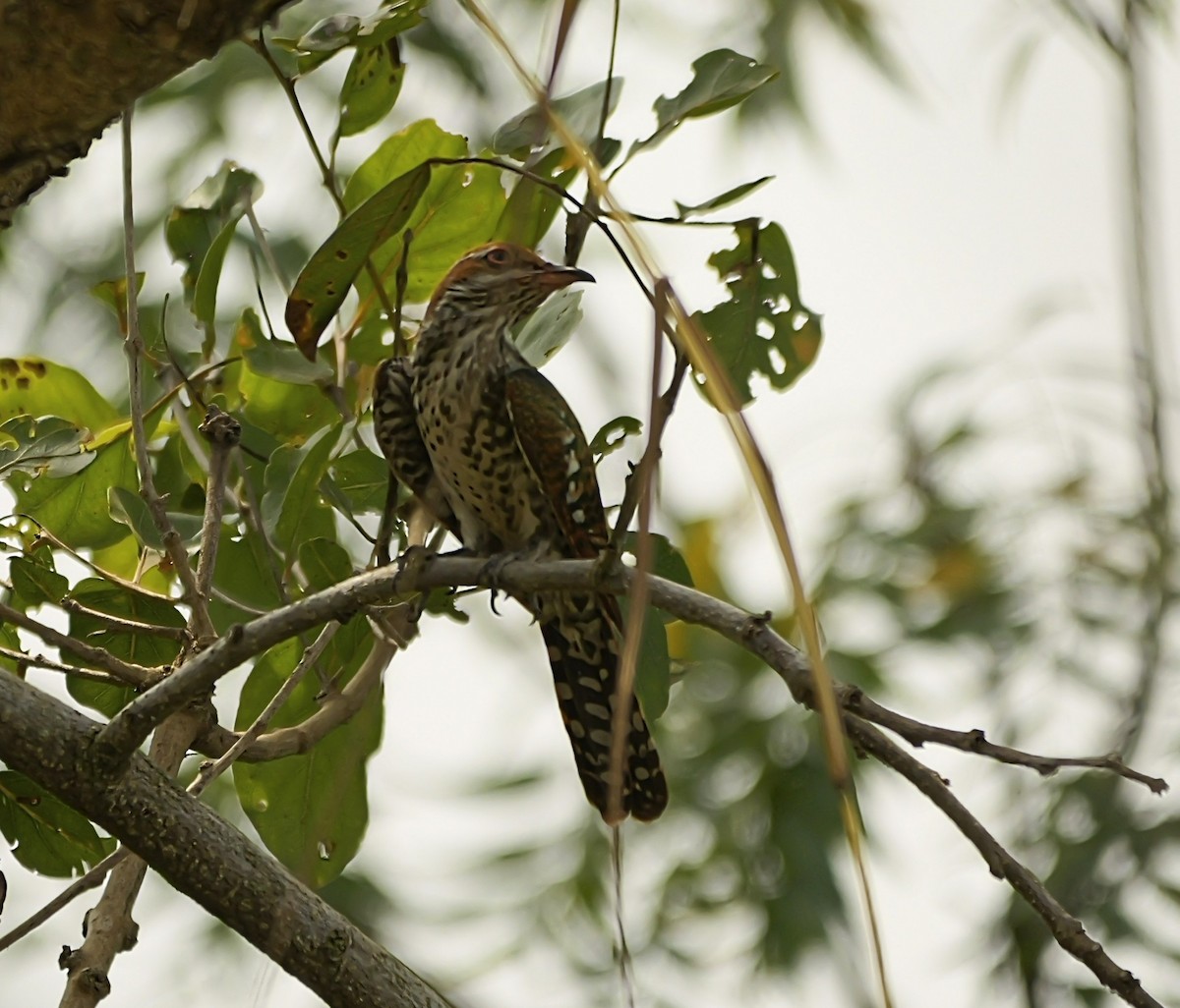 Dideric Cuckoo - ML650630837
