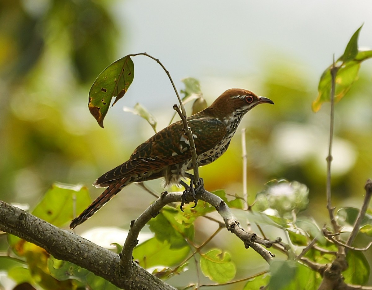 Dideric Cuckoo - ML650630839