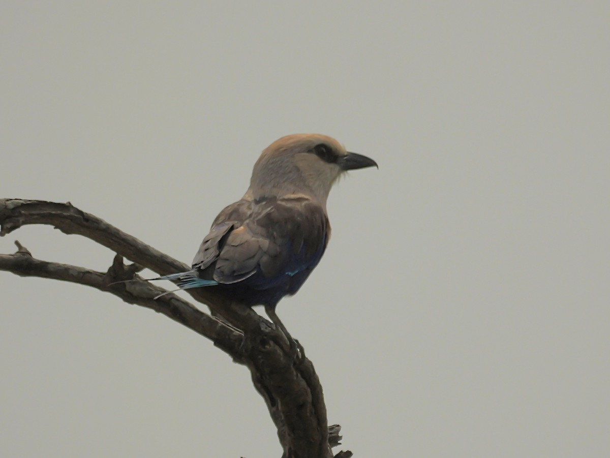 Blue-bellied Roller - ML650630852