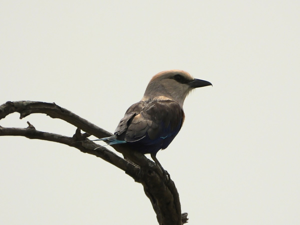 Blue-bellied Roller - ML650630853