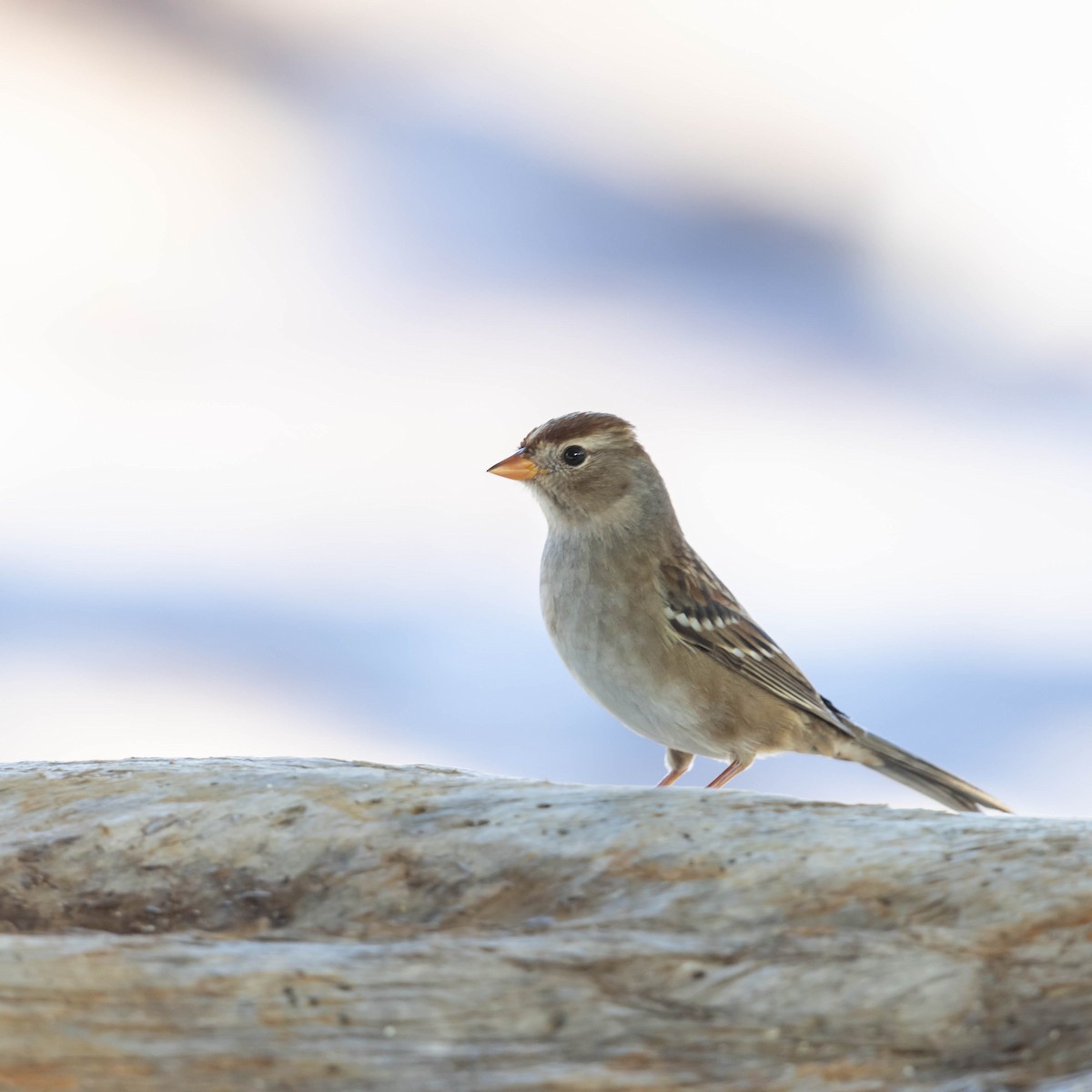 White-crowned Sparrow - ML650630865