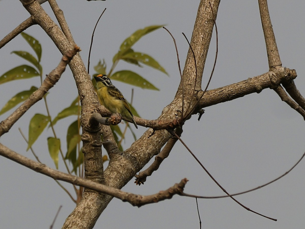 Yellow-fronted Tinkerbird - ML650630890