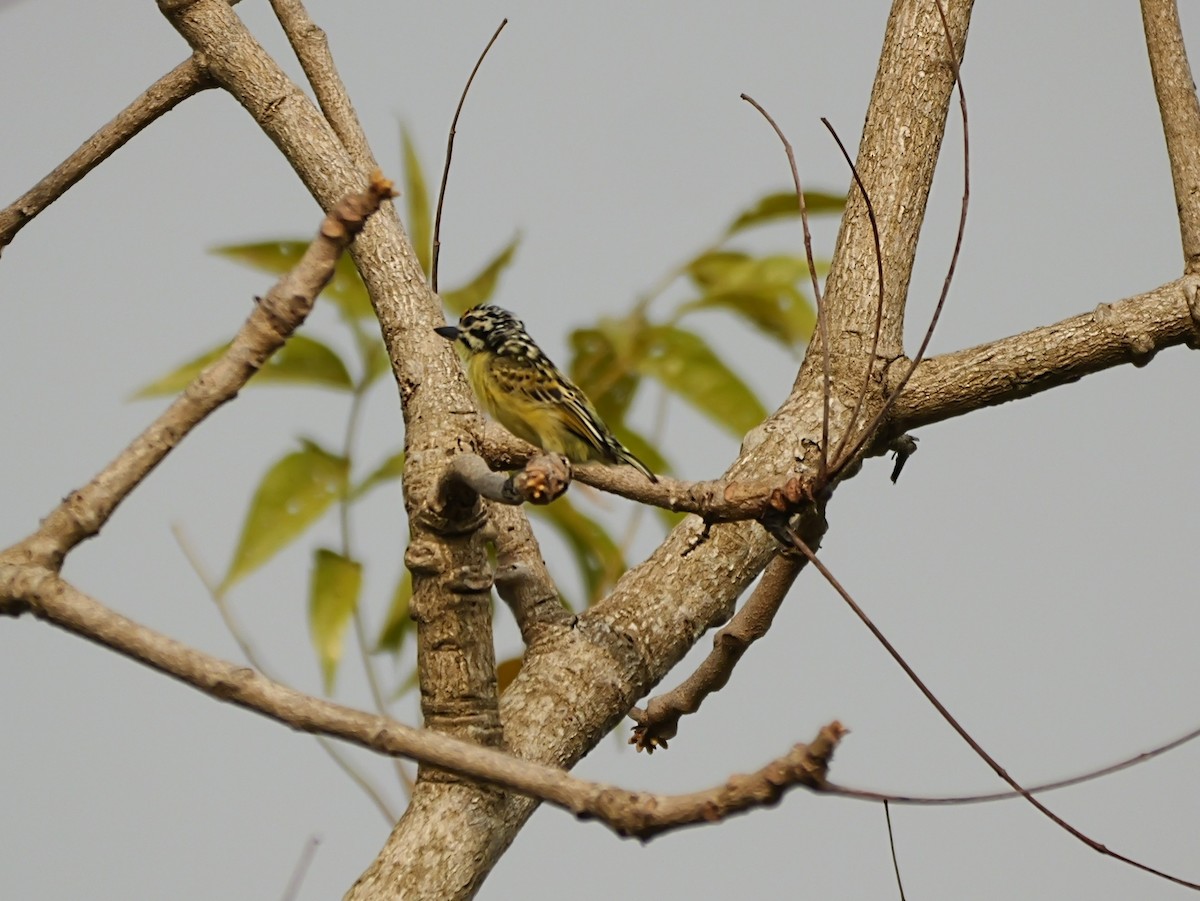 Yellow-fronted Tinkerbird - ML650630891