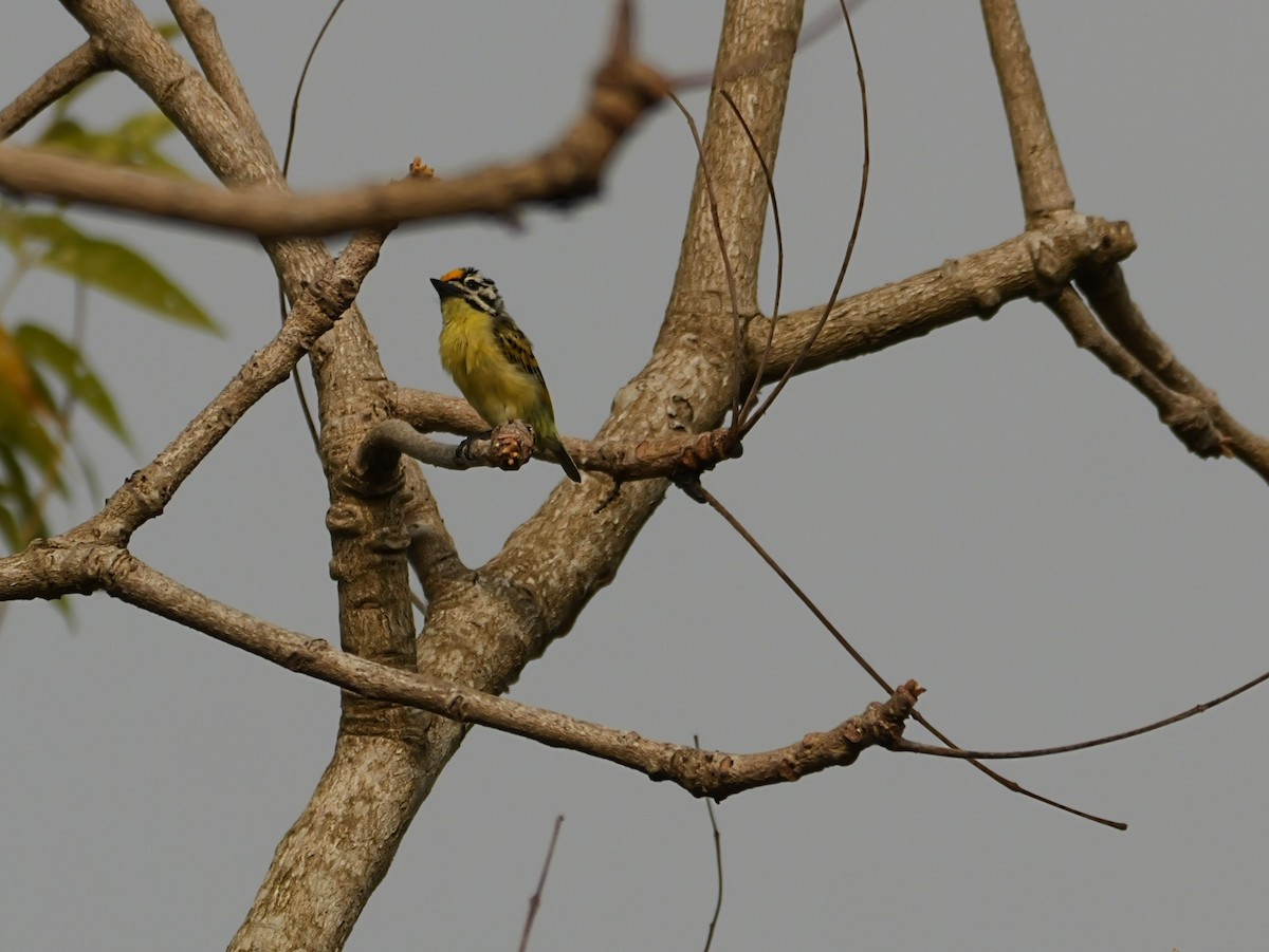 Yellow-fronted Tinkerbird - ML650630892
