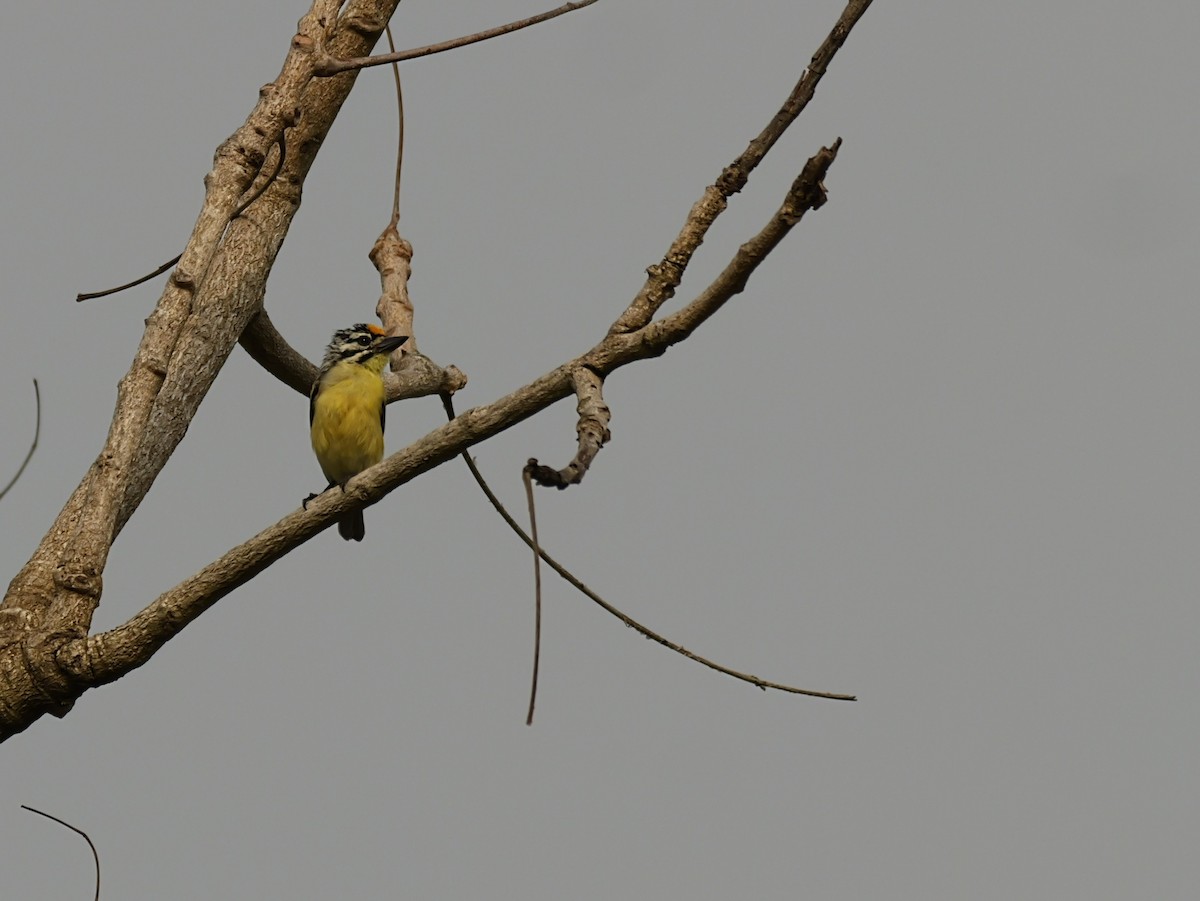 Yellow-fronted Tinkerbird - ML650630893