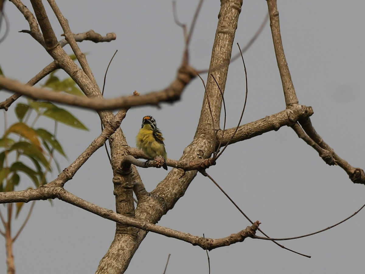 Yellow-fronted Tinkerbird - ML650630894