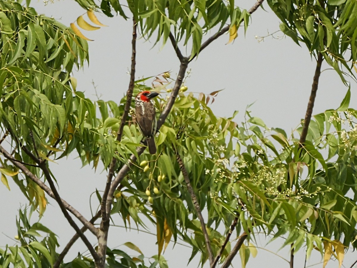 Vieillot's Barbet - ML650630929