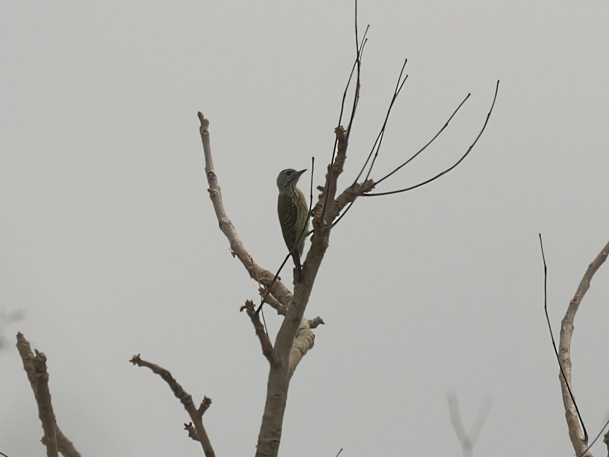 Cardinal Woodpecker - ML650630949