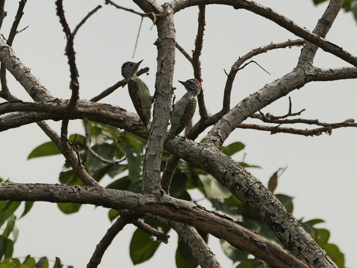 Cardinal Woodpecker - ML650630950