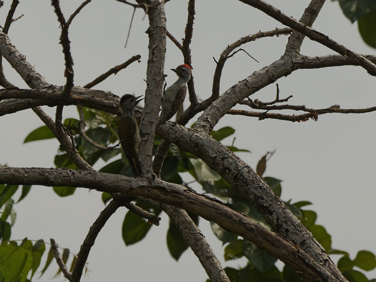Cardinal Woodpecker - ML650630951