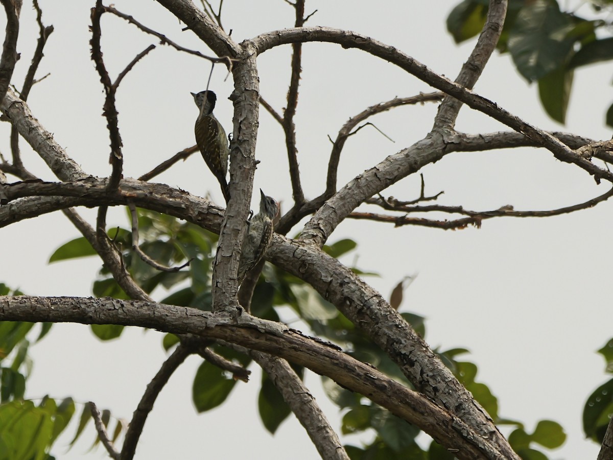 Cardinal Woodpecker - ML650630952