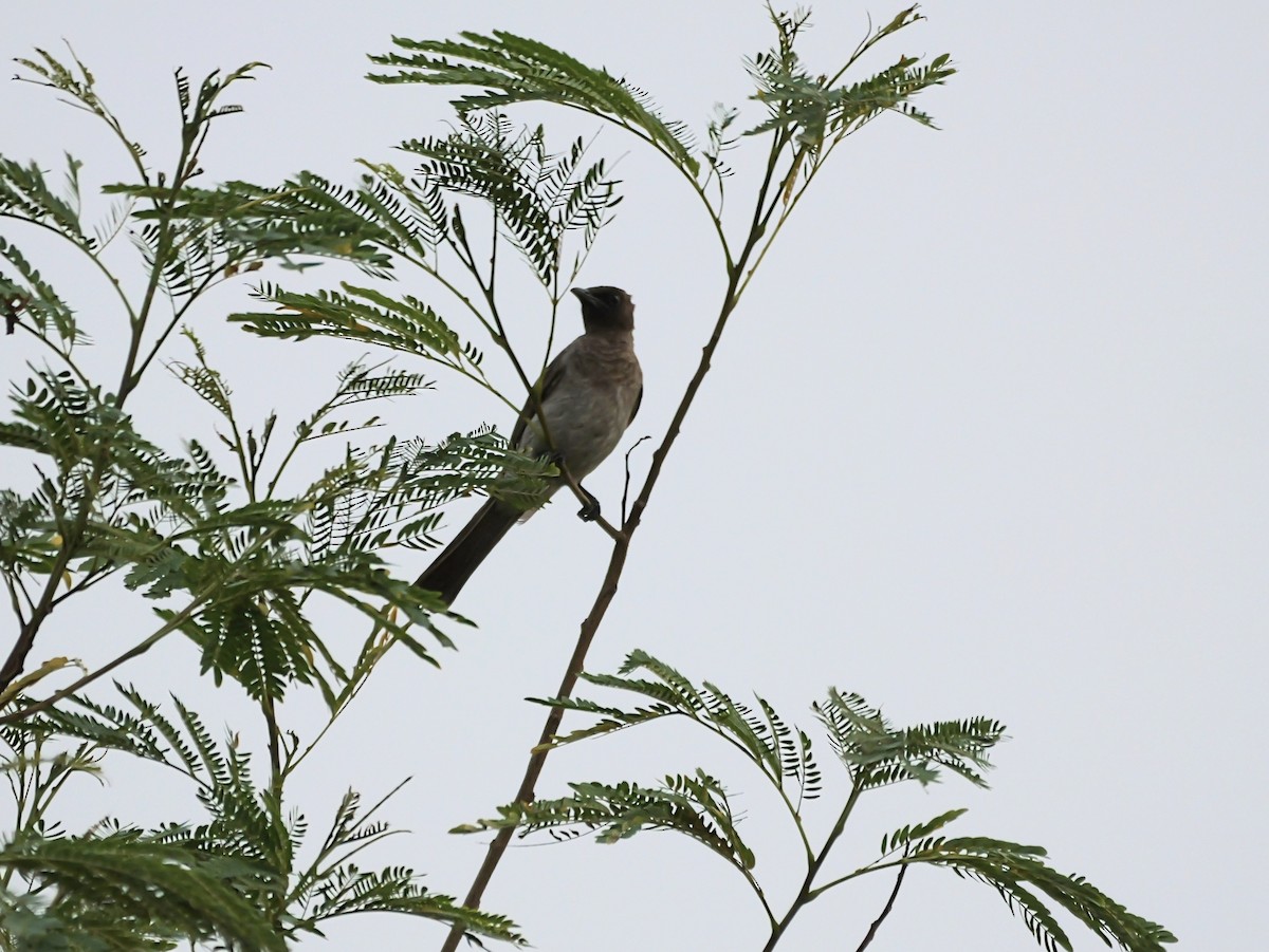 Common Bulbul - ML650630996