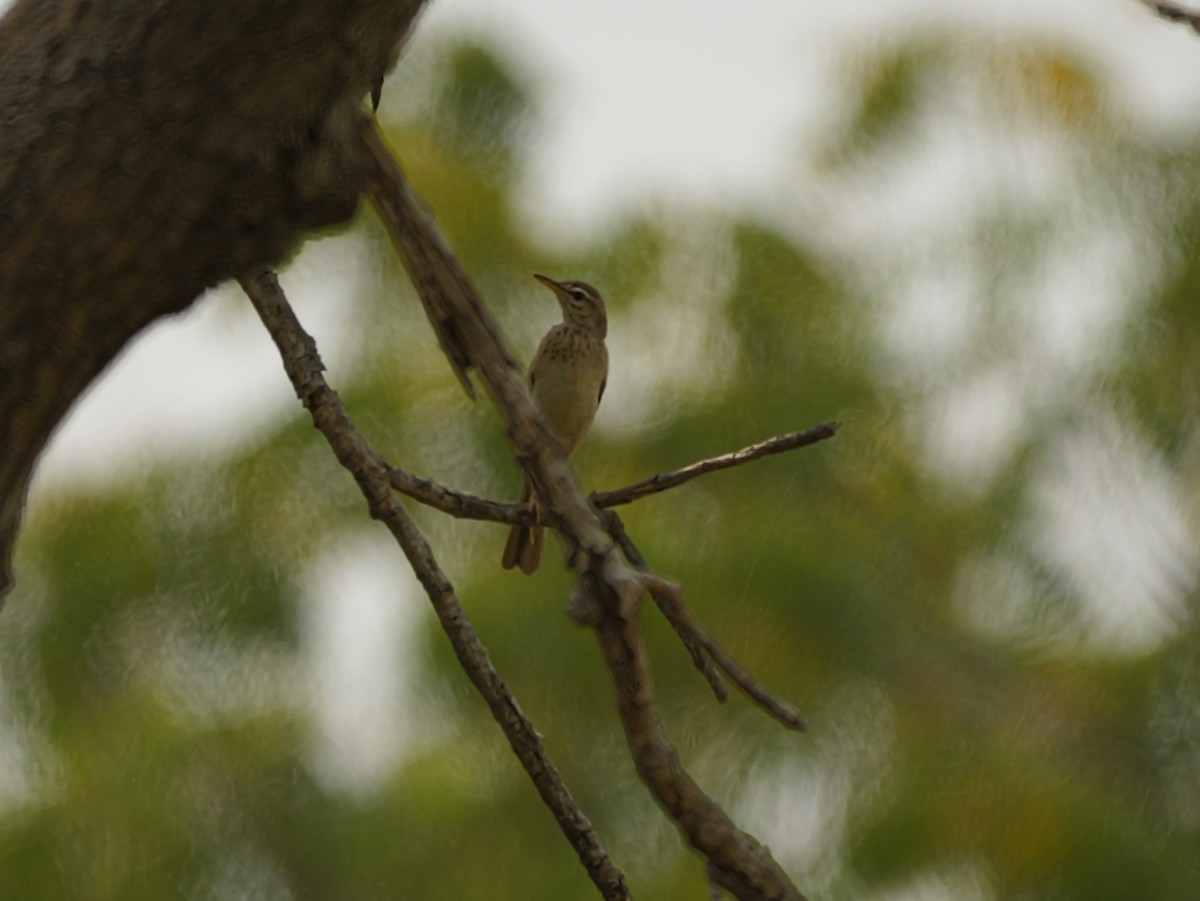 Plain-backed Pipit - ML650631019