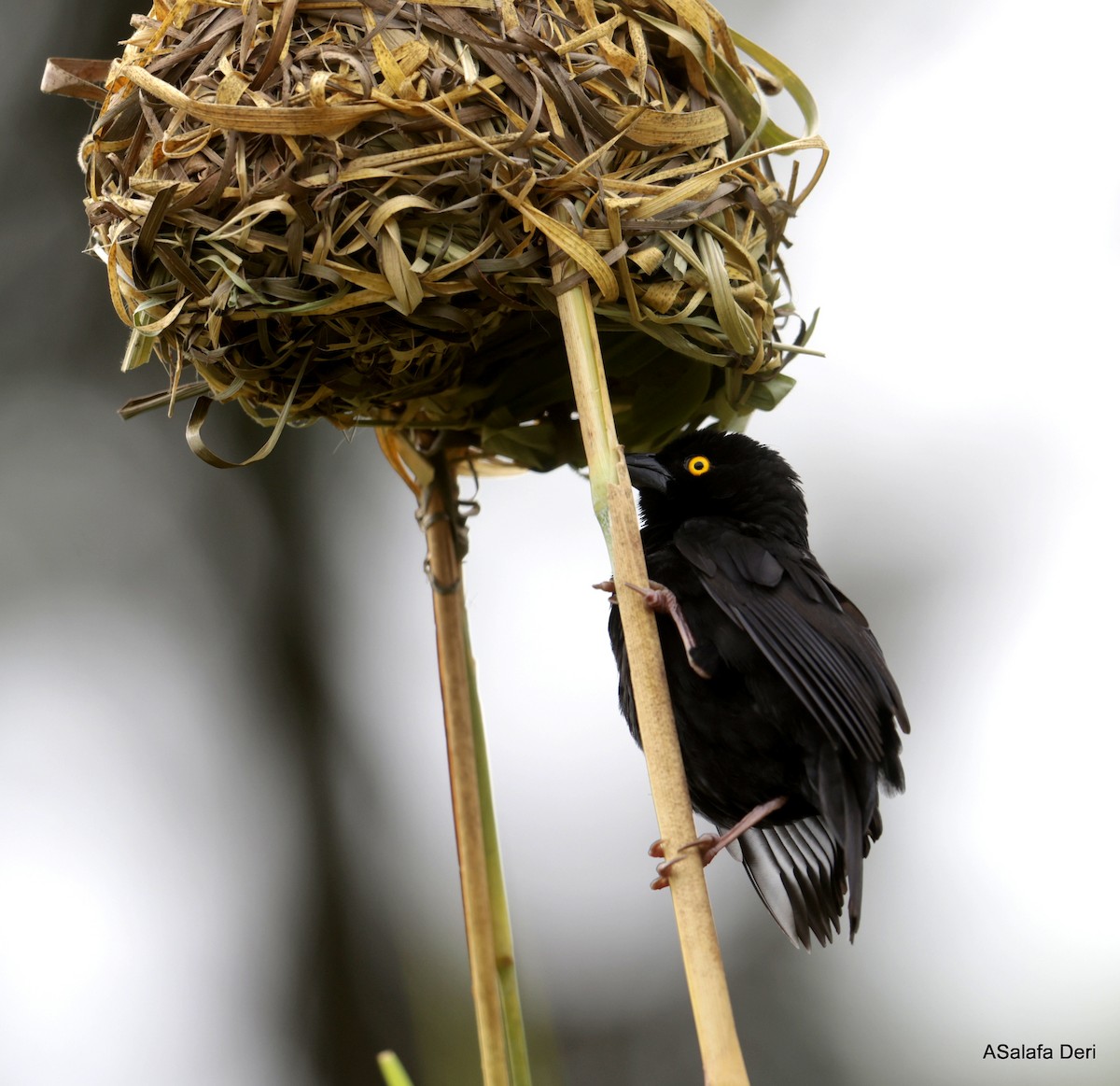 Vieillotweber - ML650631021