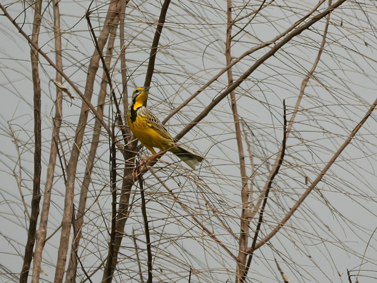 Yellow-throated Longclaw - ML650631048