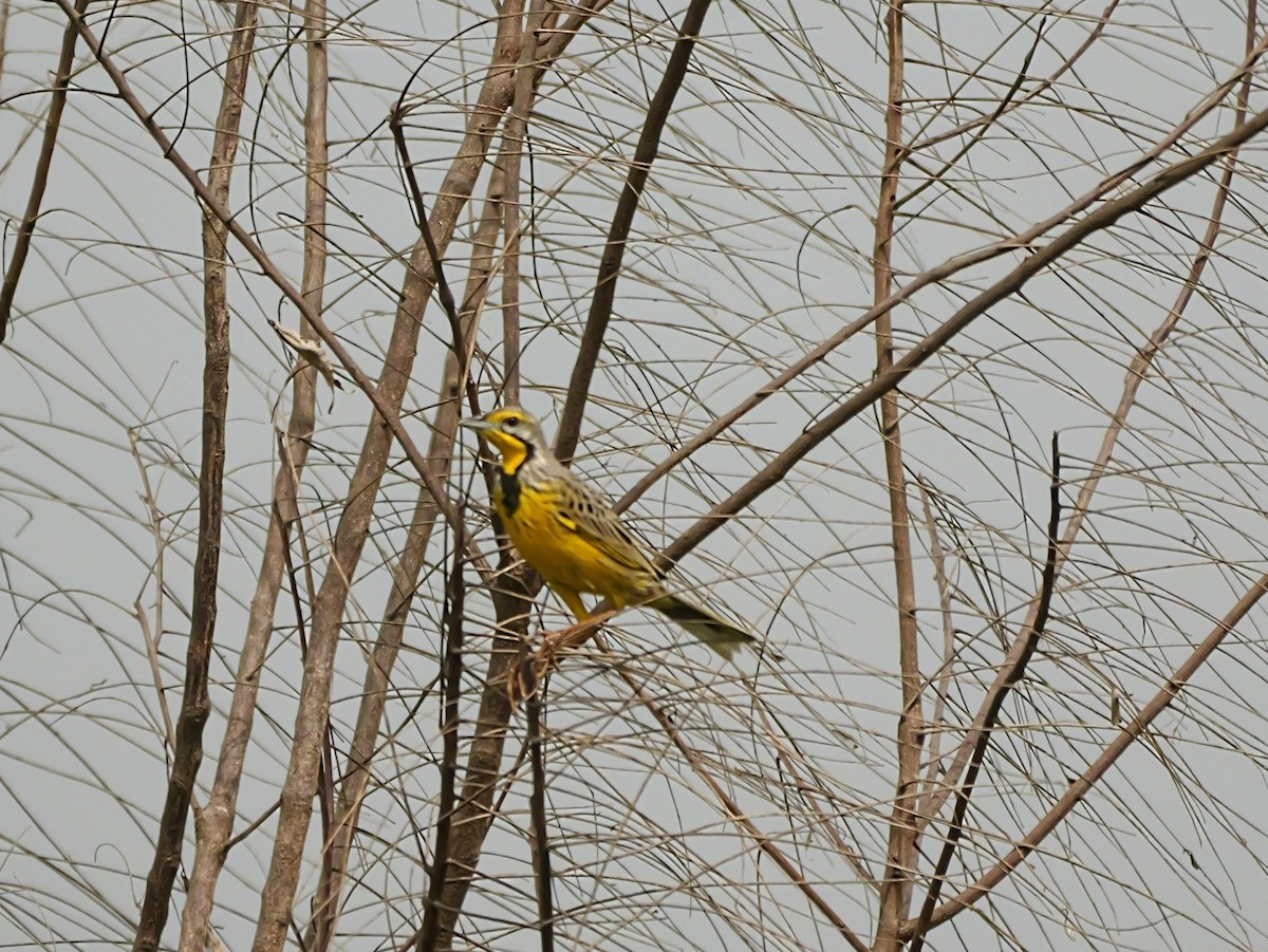 Yellow-throated Longclaw - ML650631049
