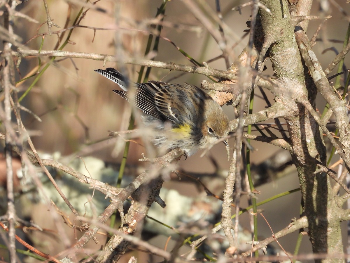 Yellow-rumped Warbler - ML650631268