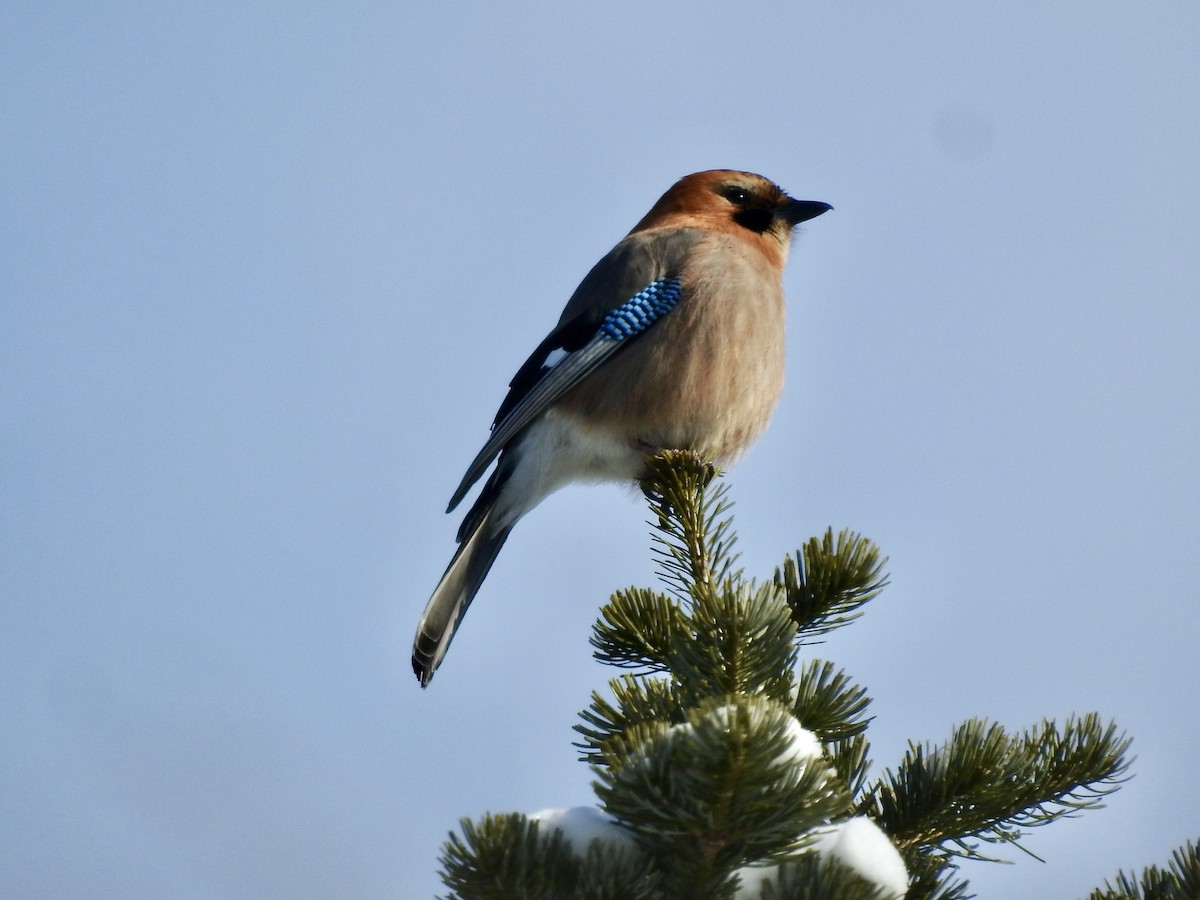 Eurasian Jay - ML650631282