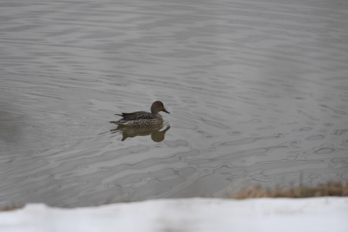 Northern Pintail - ML650631418
