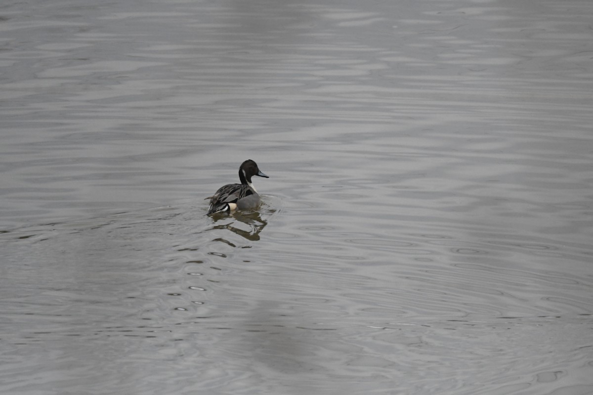 Northern Pintail - ML650631430