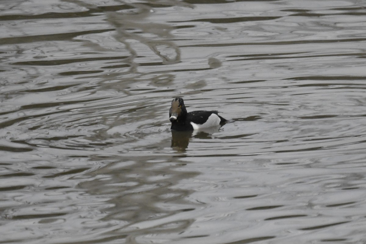 Ring-necked Duck - ML650631445
