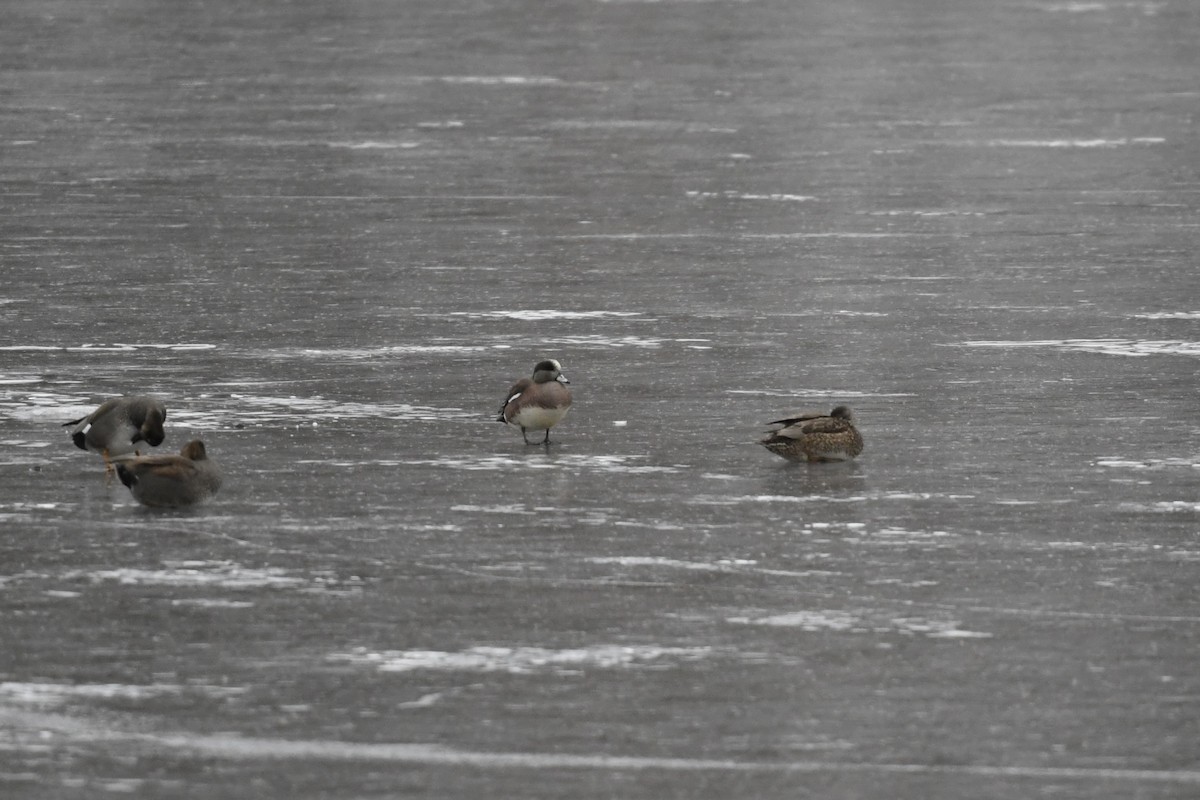 American Wigeon - ML650631518