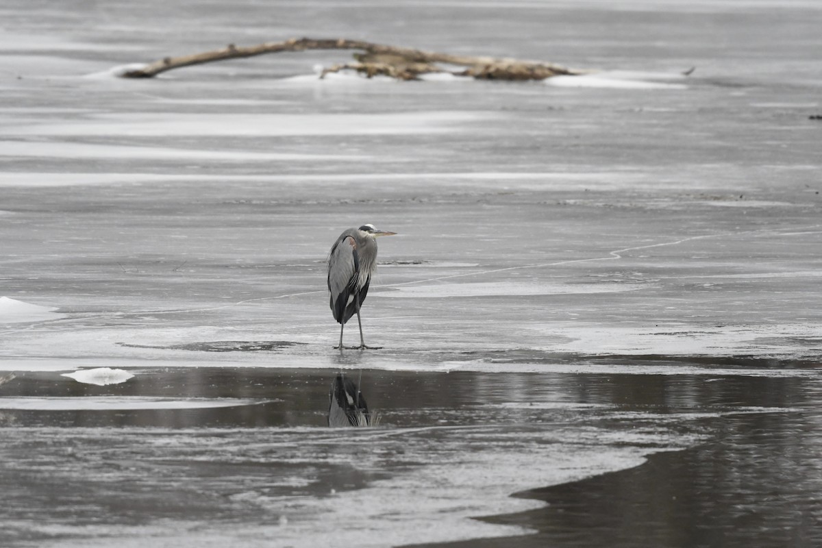 Great Blue Heron (Great Blue) - ML650631550