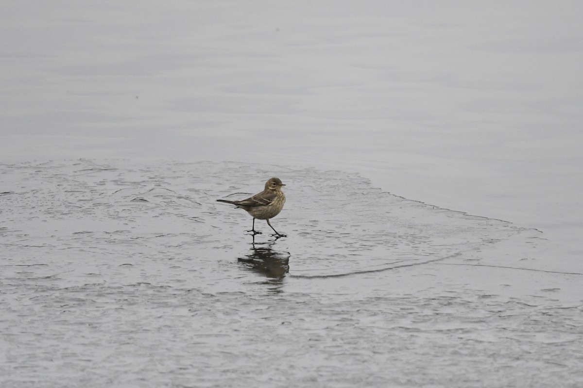 American Pipit - ML650631580