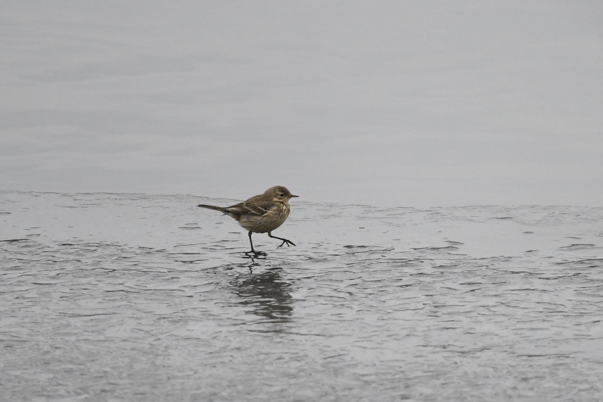 American Pipit - ML650631582