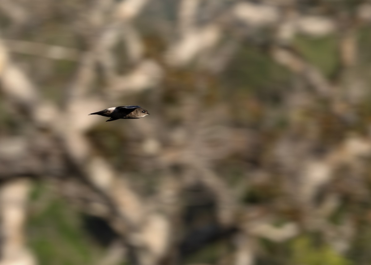 Band-rumped Swift - ML650631649