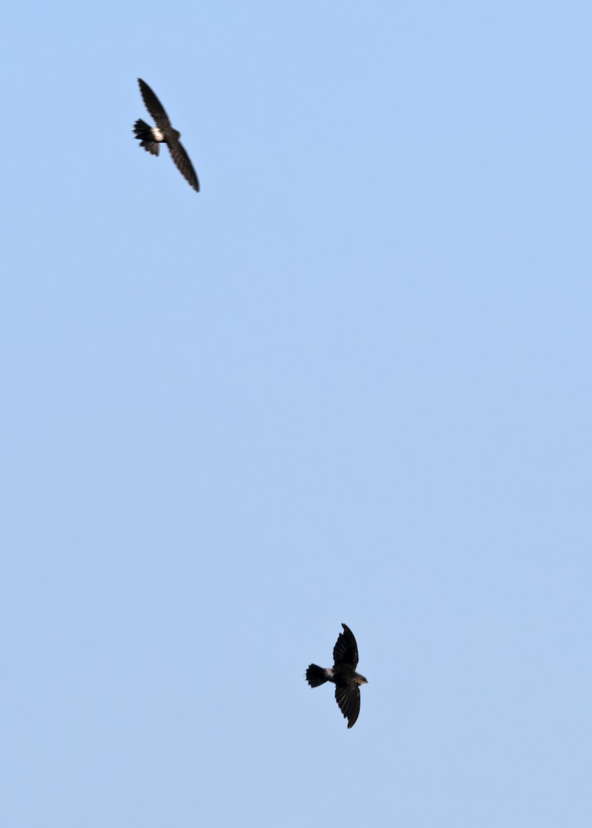 Band-rumped Swift - ML650631650