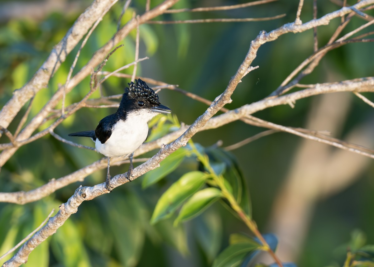 Glossy-backed Becard - ML650631655