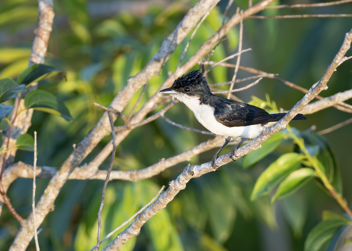 Glossy-backed Becard - ML650631656