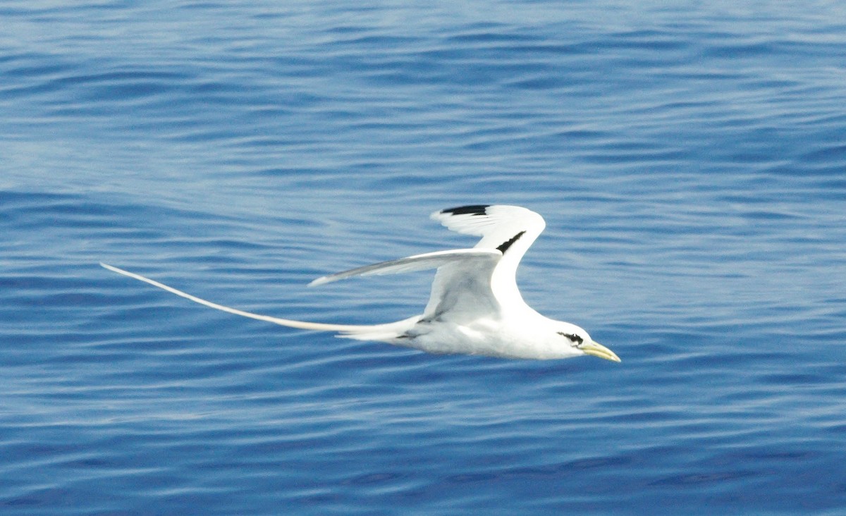 småtropikkfugl (dorotheae) - ML650631657