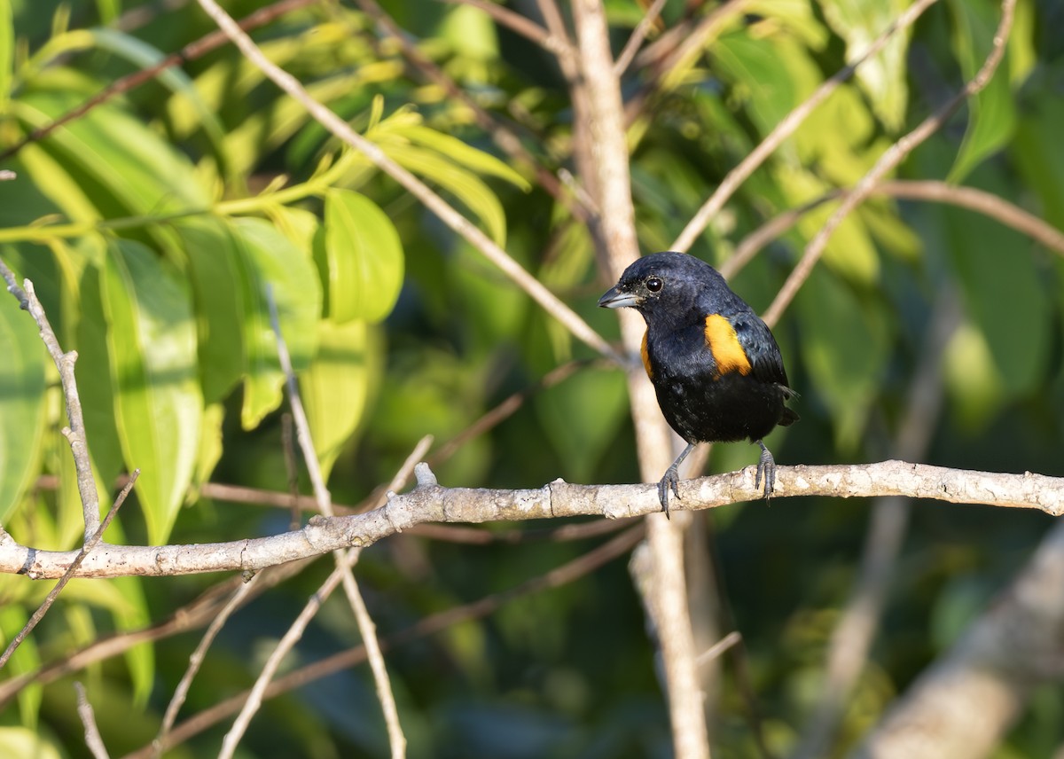 Golden-sided Euphonia - ML650631670