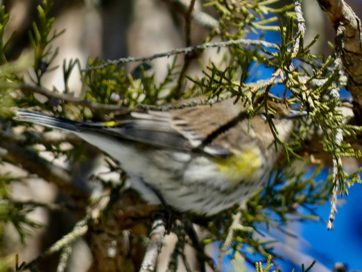 Yellow-rumped Warbler - ML650631732